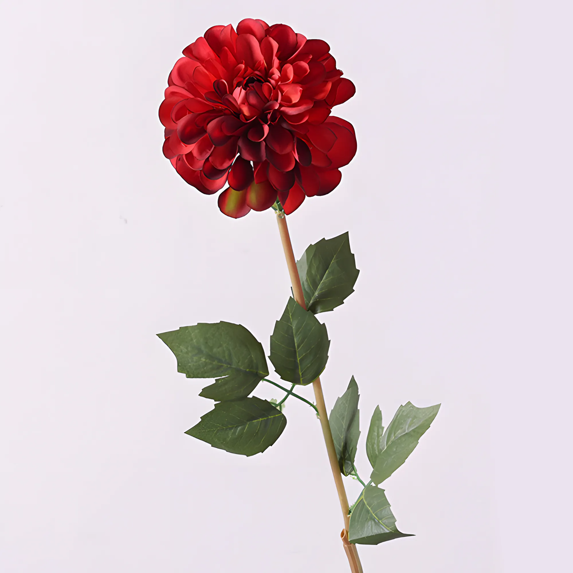 Rose Red